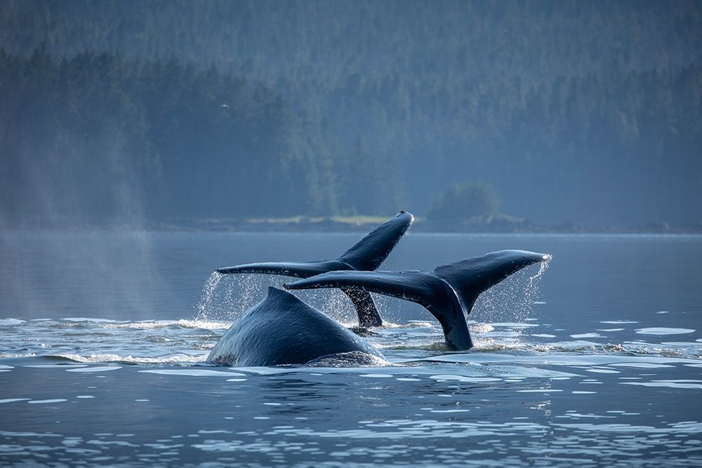 Alaska-Humpback Whales dive while bubble net feeding in Frederick Sound near Kupreanof Island art print by Paul Souders for $57.95 CAD