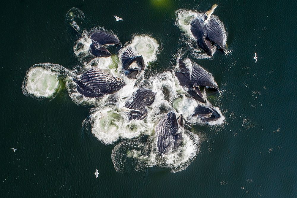 Alaska-Aerial view of Humpback Whales lunging at surface of Frederick Sound while bubble net feeding art print by Paul Souders for $57.95 CAD