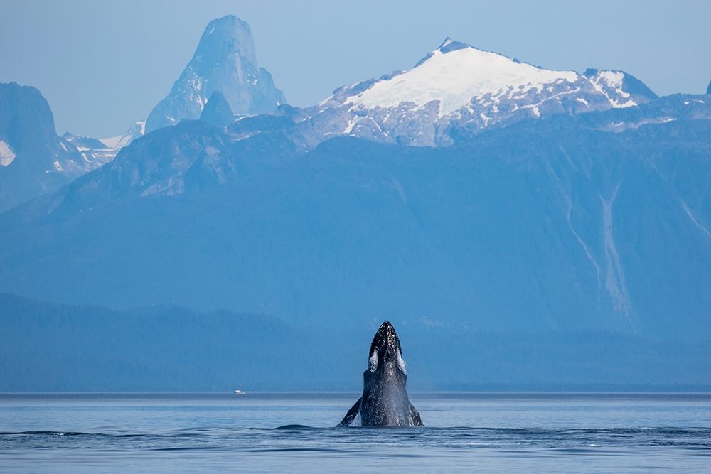Alaska-Humpback Whale lunges while head slapping in Frederick Sound near Kupreanof Island art print by Paul Souders for $57.95 CAD