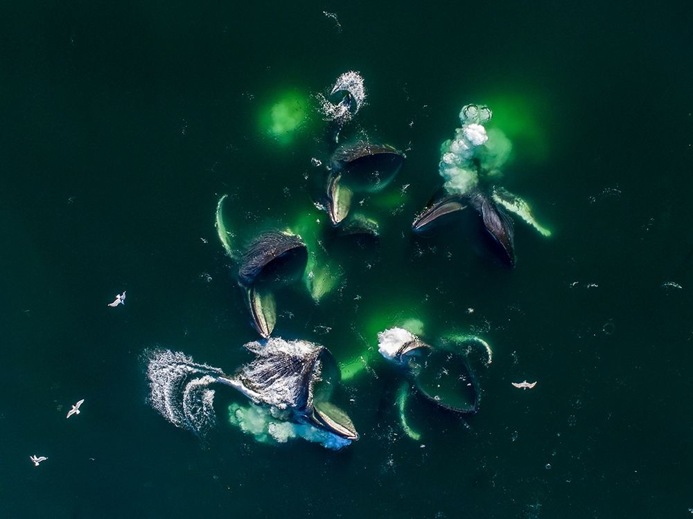 Alaska-Aerial view of Humpback Whales lunging at surface of Frederick Sound while bubble net feeding art print by Paul Souders for $57.95 CAD