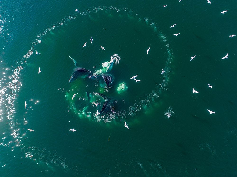 Alaska-Aerial view of Humpback Whales lunging at surface of Frederick Sound while bubble net feeding art print by Paul Souders for $57.95 CAD
