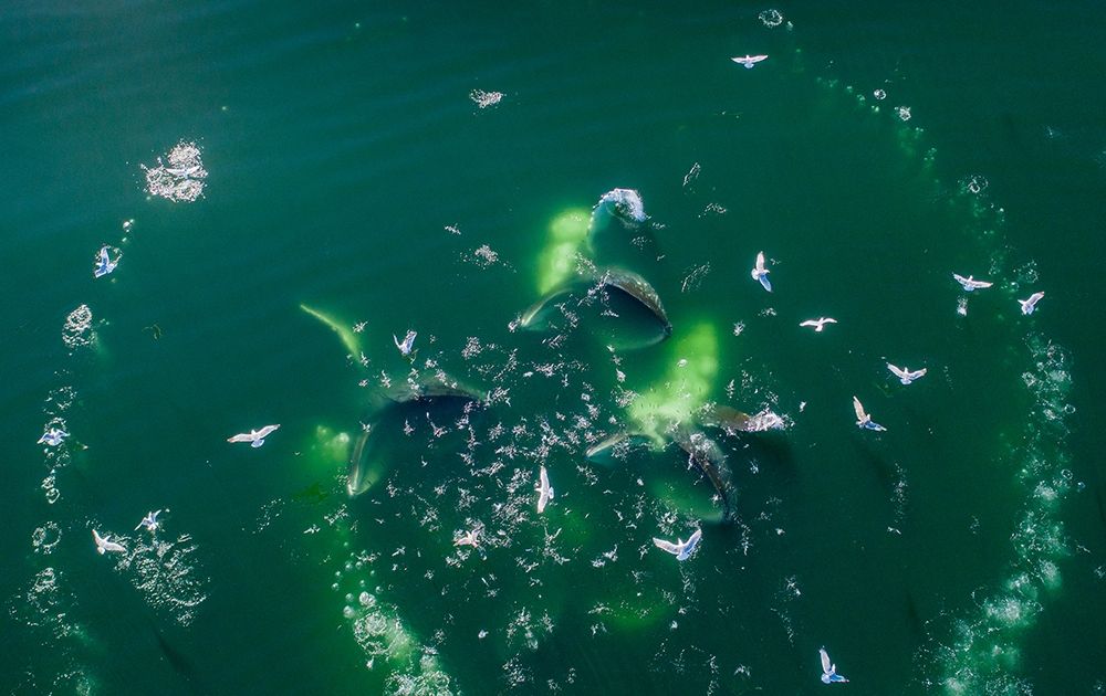 Alaska-Aerial view of Humpback Whales lunging at surface of Frederick Sound while bubble net feeding art print by Paul Souders for $57.95 CAD