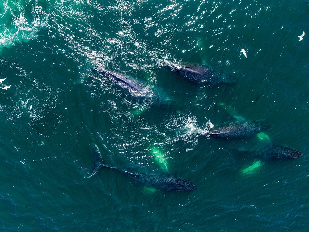 Alaska Humpback Whales swimming together at surface of Frederick Sound while bubble net feeding art print by Paul Souders for $57.95 CAD