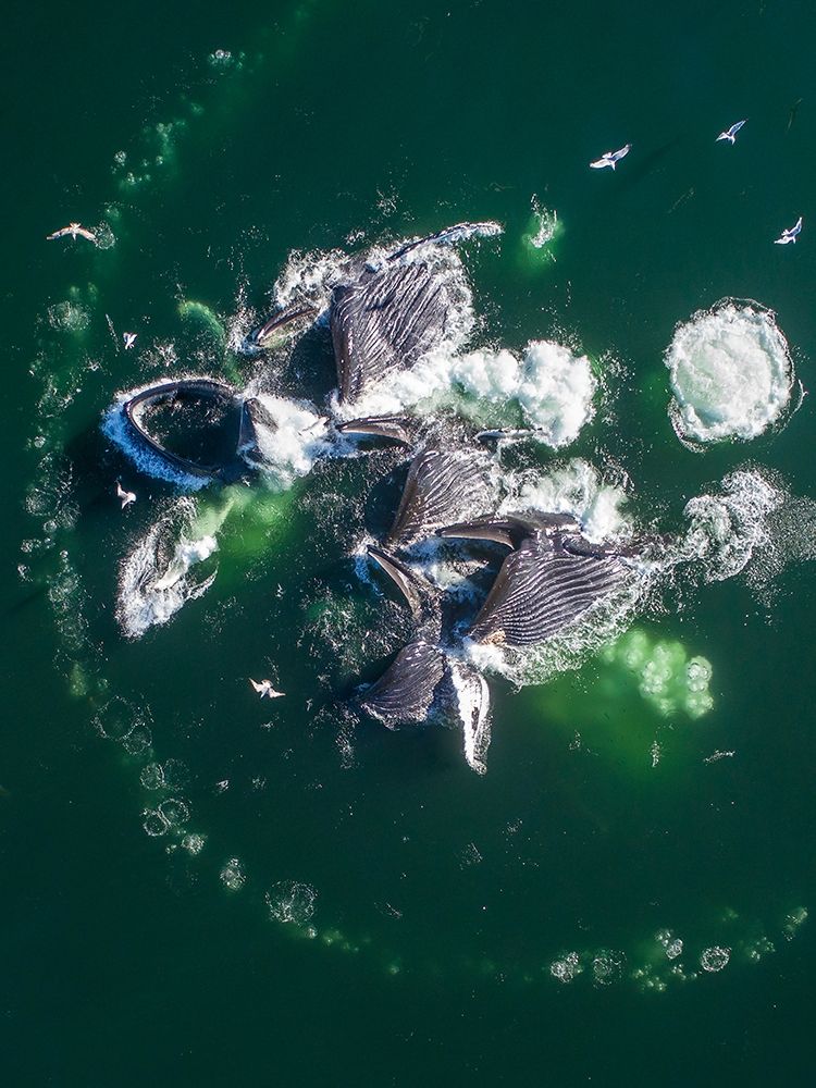 Alaska Humpback Whales lunging at surface of Frederick Sound while bubble net feeding art print by Paul Souders for $57.95 CAD