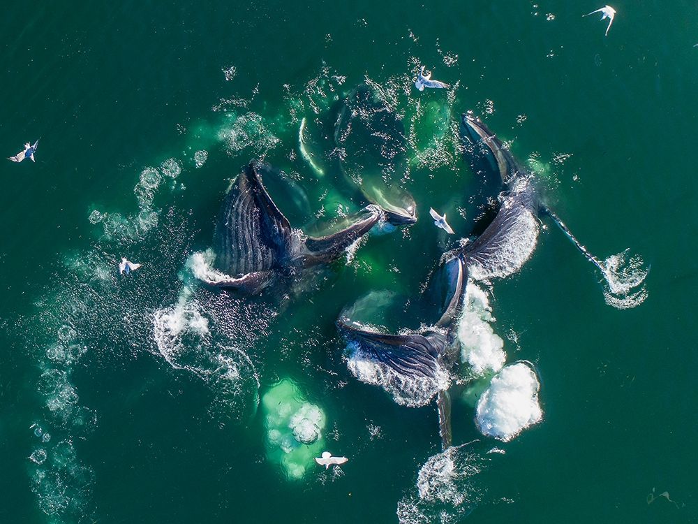 Alaska Humpback Whales lunging at surface of Frederick Sound while bubble net feeding art print by Paul Souders for $57.95 CAD