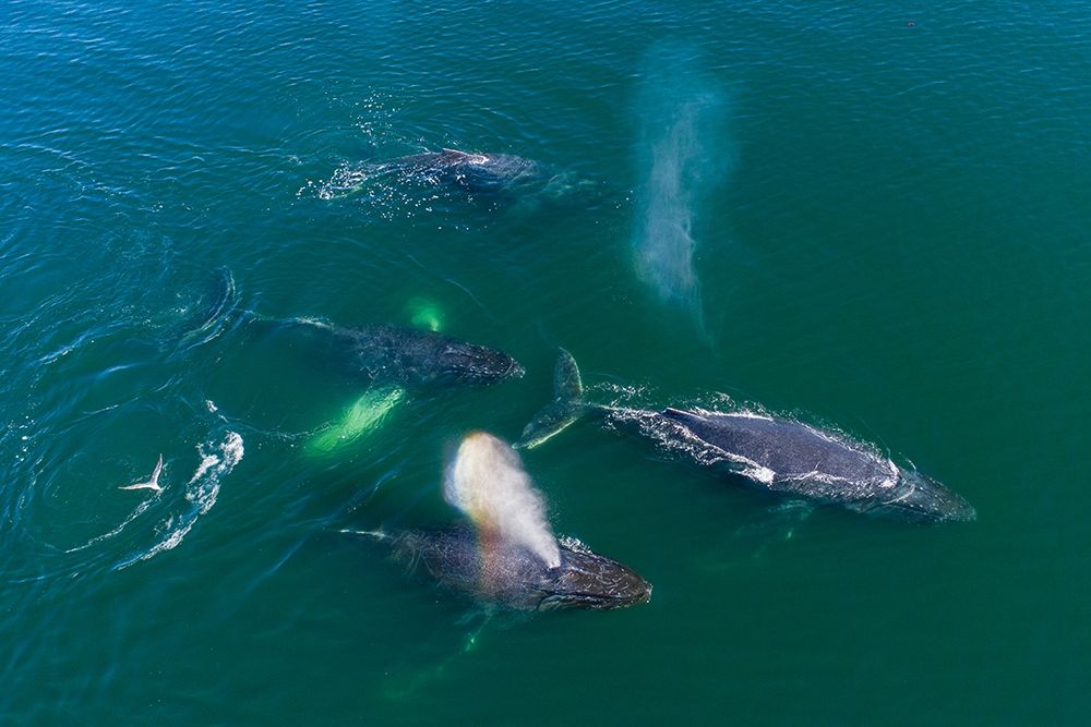 Alaska Humpback Whales swimming together at surface of Frederick Sound while bubble net feeding art print by Paul Souders for $57.95 CAD