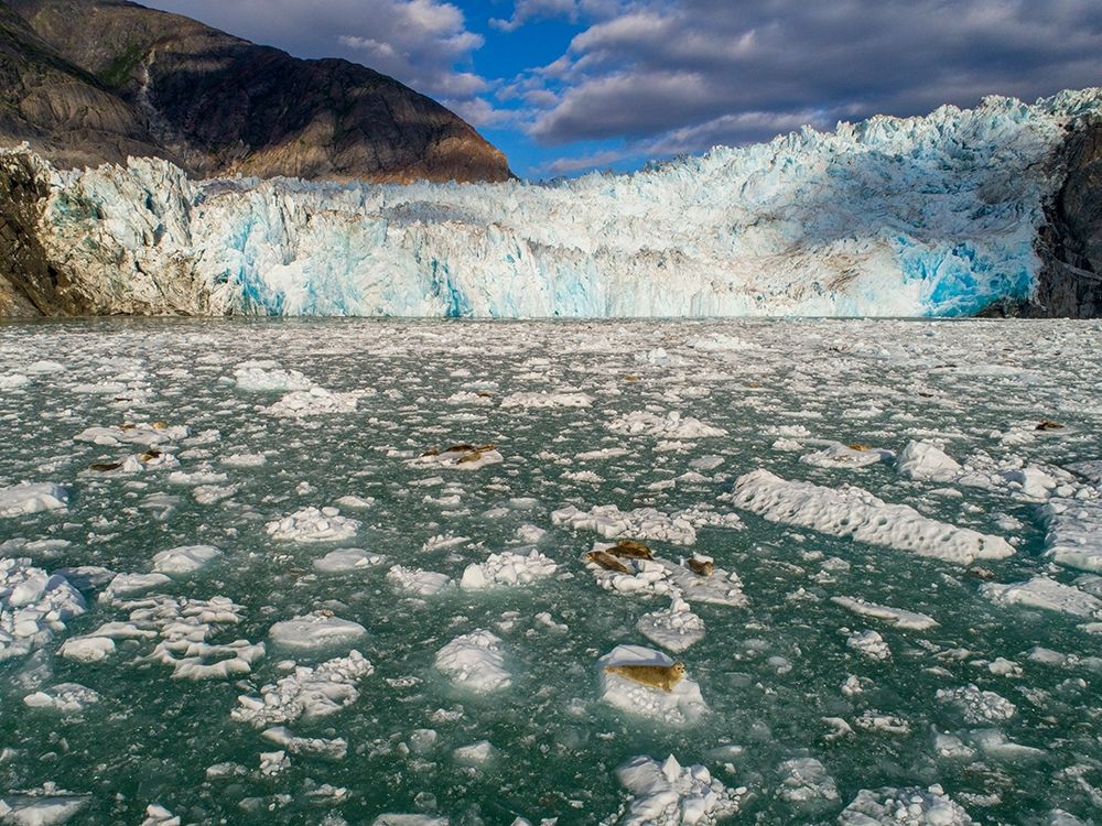 Alaska-Tracy Arm Harbor Seals hauled out on icebergs calved from Dawes Glacier in Endicott Arm art print by Paul Souders for $57.95 CAD