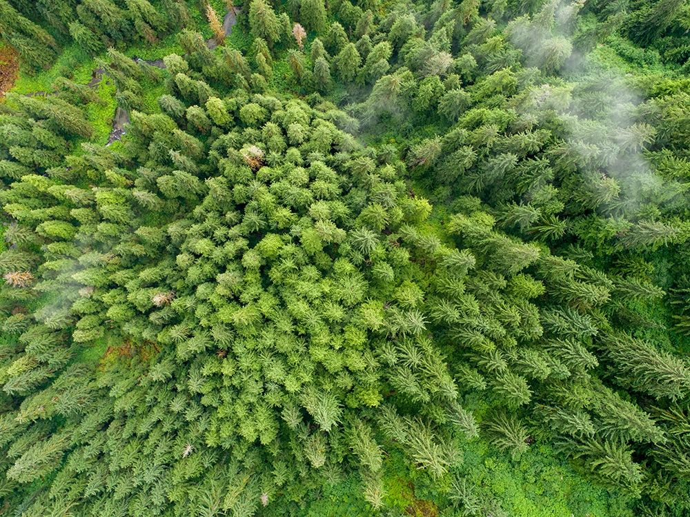 Alaska-Juneau-Taku Harbor State Marine Park- coastal rainforest on steep mountainside art print by Paul Souders for $57.95 CAD