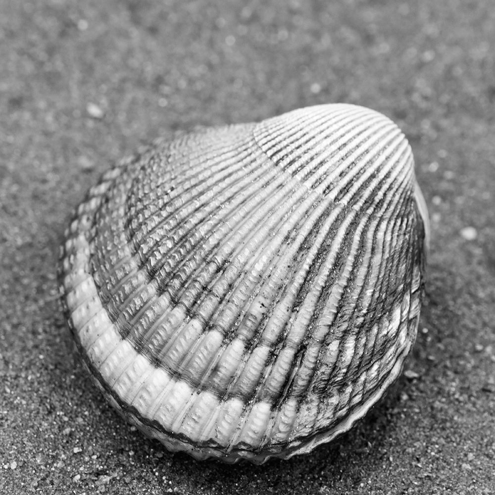 Alaska-Ketchikan-cockle shell on beach art print by Savanah PLank for $57.95 CAD