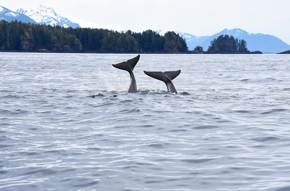 Alaska-Sitka-Sitka Sound killer whales playing in water art print by Savanah PLank for $57.95 CAD