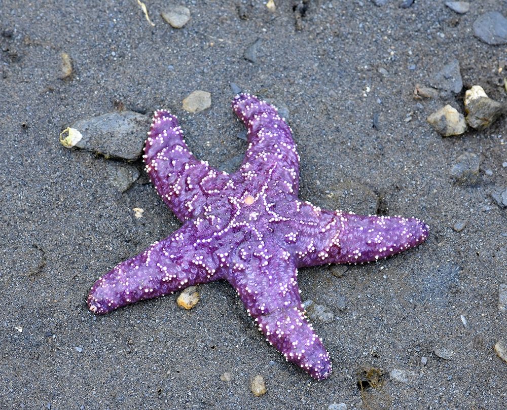 Alaska-Ketchikan-Sea star (Pisaster orchraceus) art print by Savanah PLank for $57.95 CAD