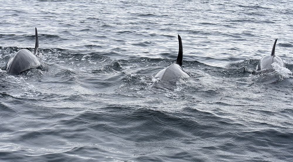 Alaska-Sitka-Sitka Sound killer whales playing in water art print by Savanah PLank for $57.95 CAD