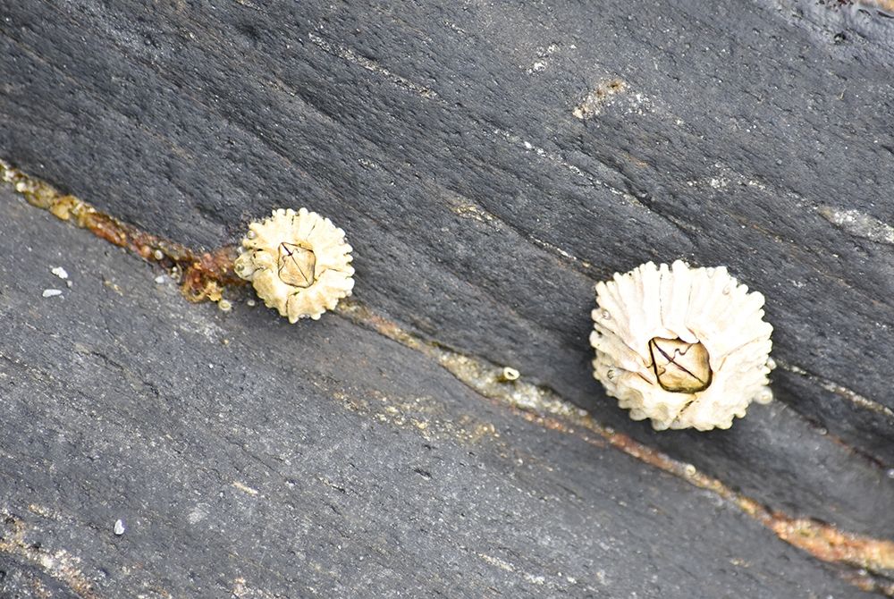 Alaska-Ketchikan-barnacle close-up art print by Savanah PLank for $57.95 CAD
