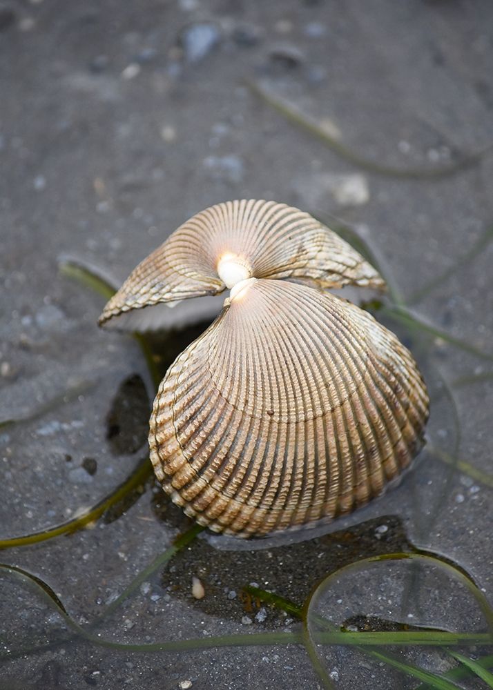 Alaska-Ketchikan-cockle shell on beach art print by Savanah PLank for $57.95 CAD