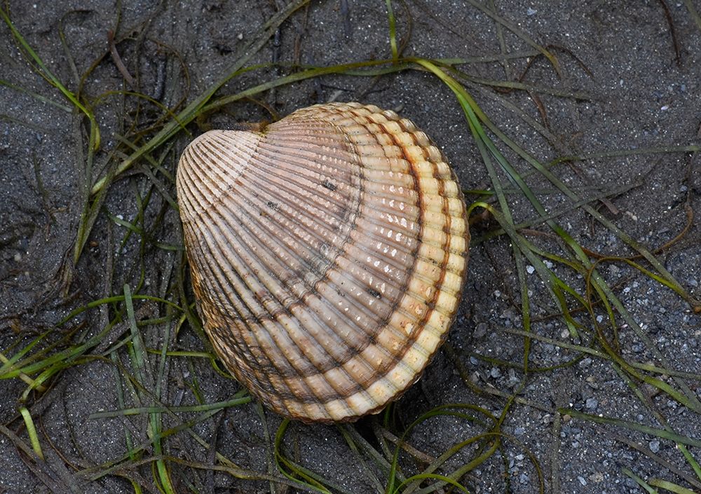 Alaska-Ketchikan-cockle shell on beach art print by Savanah PLank for $57.95 CAD