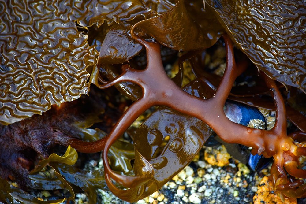 Alaska-Sitka-seaweed detail on beach art print by Savanah PLank for $57.95 CAD