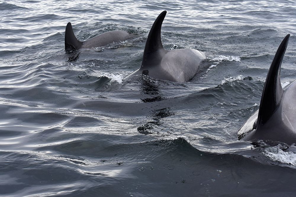 Alaska-Sitka-Sitka Sound killer whales playing in water art print by Savanah PLank for $57.95 CAD