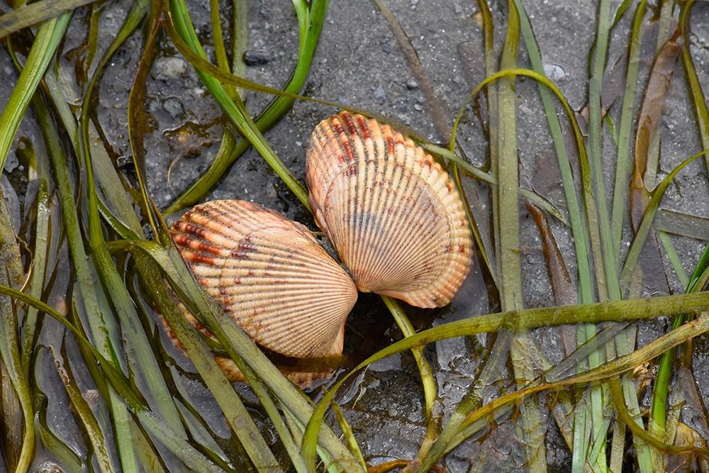 Alaska-Ketchikan-cockle shell on beach art print by Savanah PLank for $57.95 CAD