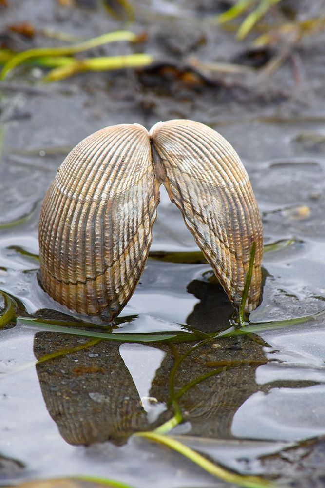 Alaska-Ketchikan-cockle shell on beach art print by Savanah PLank for $57.95 CAD