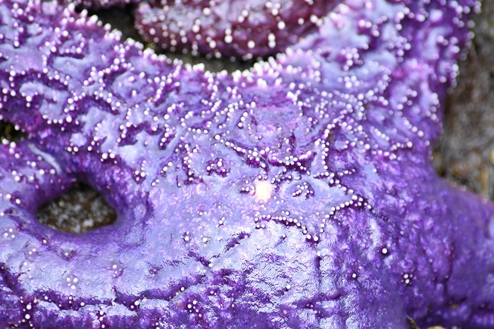 Alaska-Ketchikan-Sea star (Pisaster orchraceus) art print by Savanah PLank for $57.95 CAD