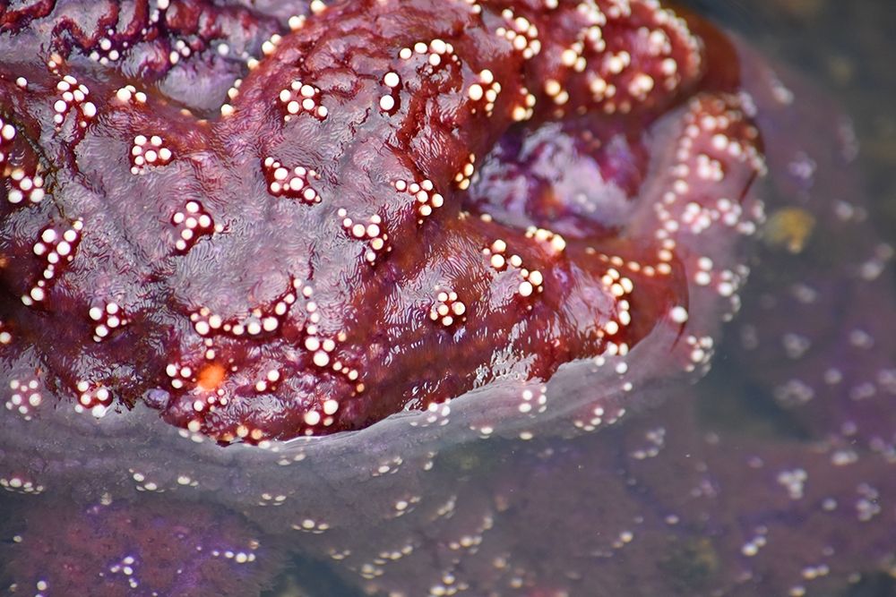 Alaska-Ketchikan-Sea star (Pisaster orchraceus) art print by Savanah PLank for $57.95 CAD