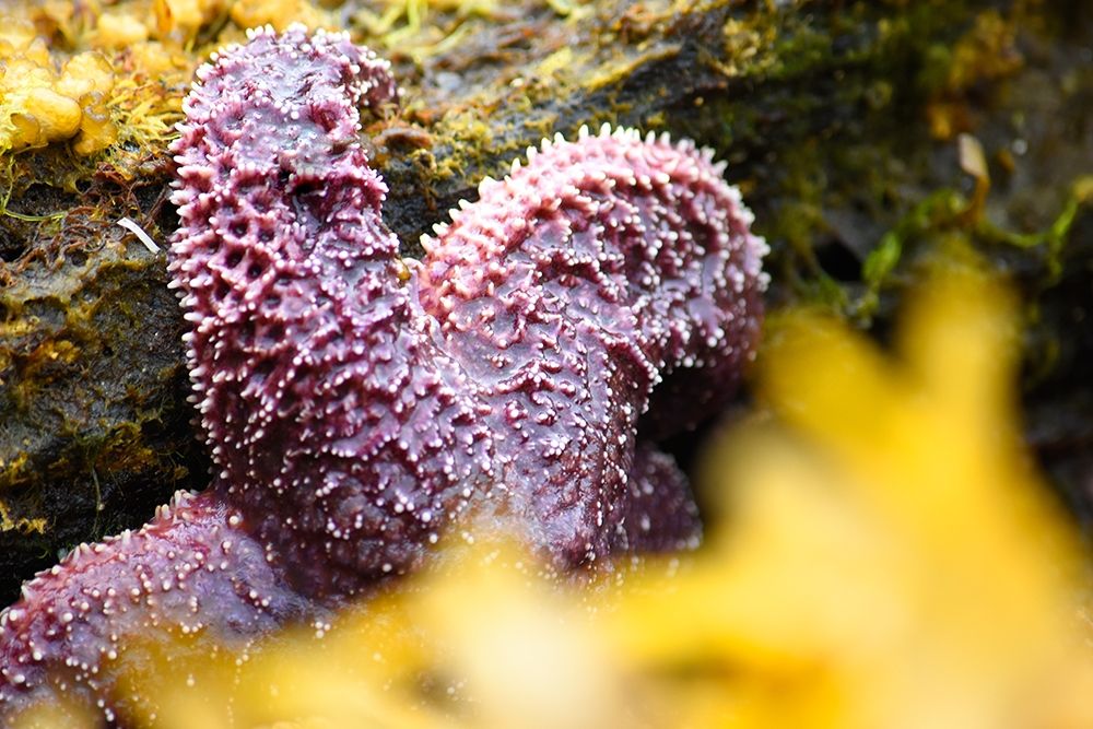 Alaska-Ketchikan-Sea star (Pisaster orchraceus) art print by Savanah PLank for $57.95 CAD