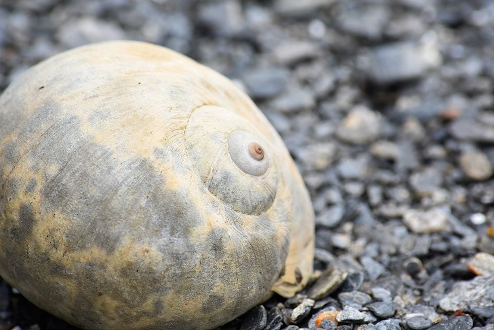 Alaska-Ketchikan-moon snail shell on beach art print by Savanah PLank for $57.95 CAD