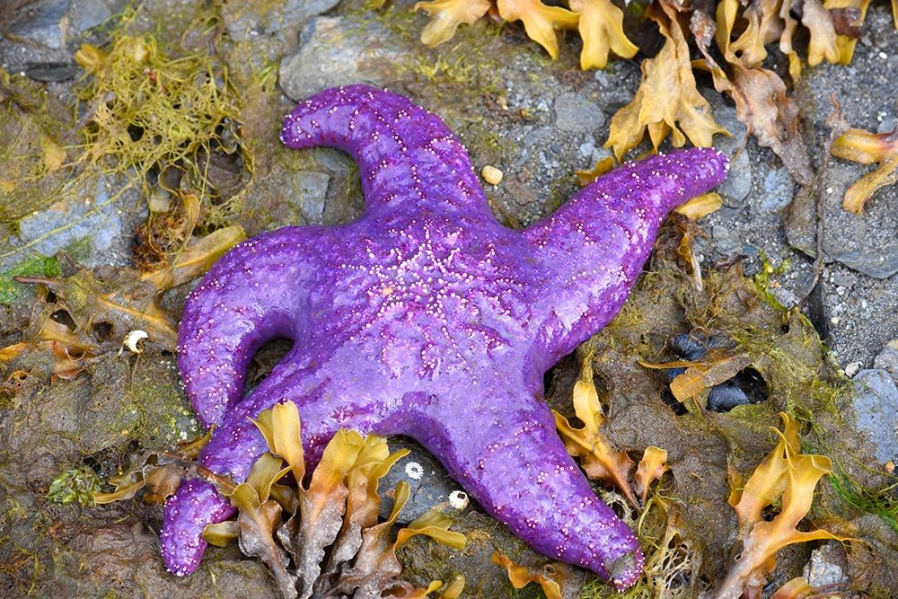Alaska-Ketchikan-Sea star (Pisaster orchraceus) art print by Savanah PLank for $57.95 CAD