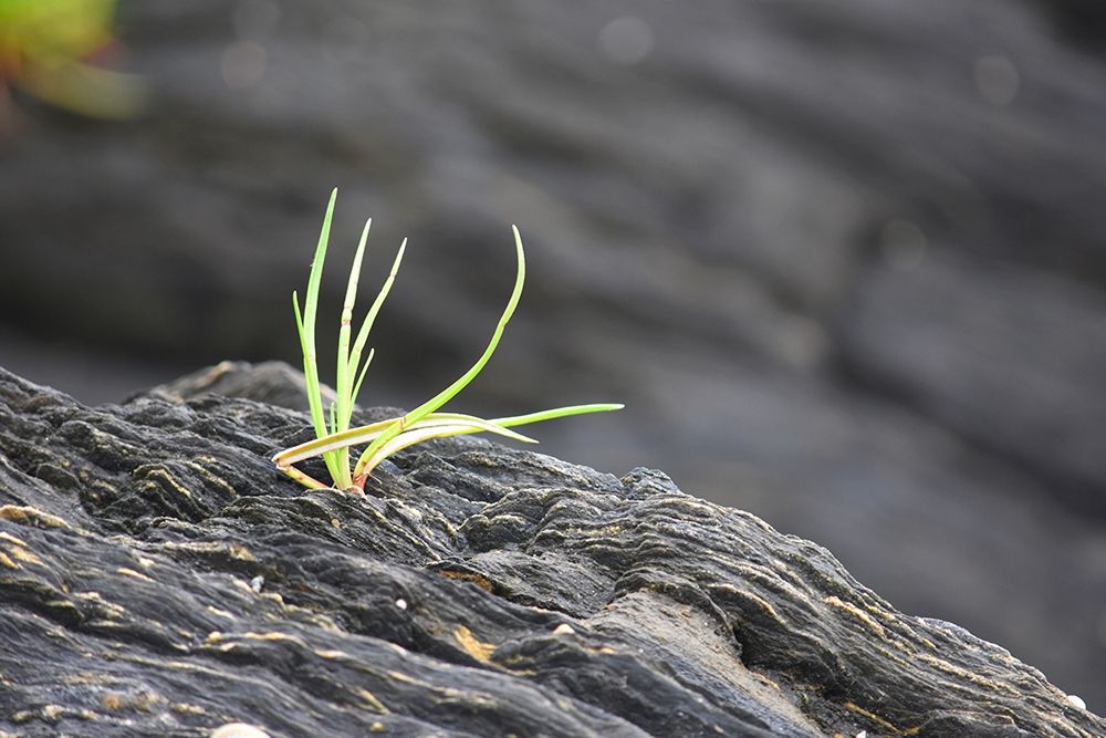 Alaska-Ketchikan-goose tongue (Plantago maritima) growing in shale rock art print by Savanah PLank for $57.95 CAD