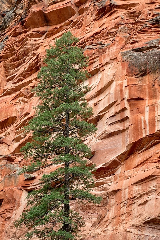 Arizona-Oak Creek Canyon-Coconino National Forest-Evergreen tree and canyon wall art print by Ann Collins for $57.95 CAD