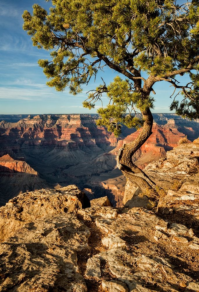 Arizona-Grand Canyon National Park-Pinyon Pine grows cliffside at Hopi Point art print by Ann Collins for $57.95 CAD