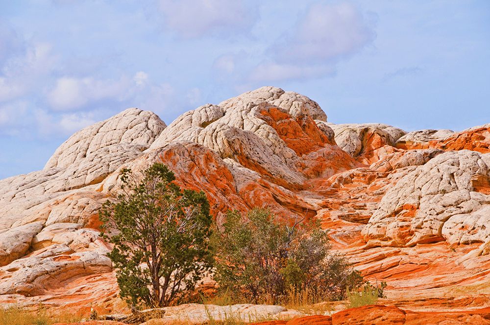 USA-Arizona-Vermilion Cliffs National Monument White Pocket art print by Bernard Friel for $57.95 CAD