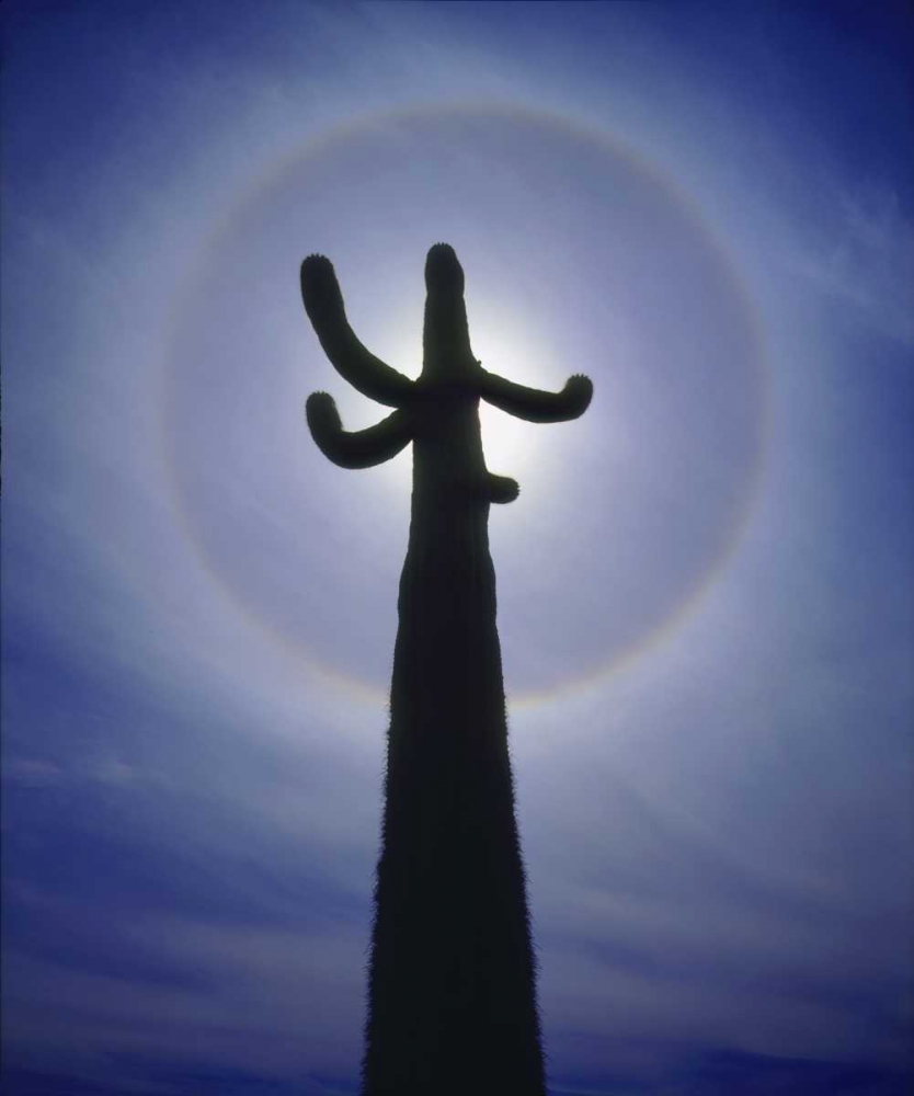 AZ, Organ Pipe Cactus Saguaro cactus with a halo art print by Christopher Talbot Frank for $57.95 CAD