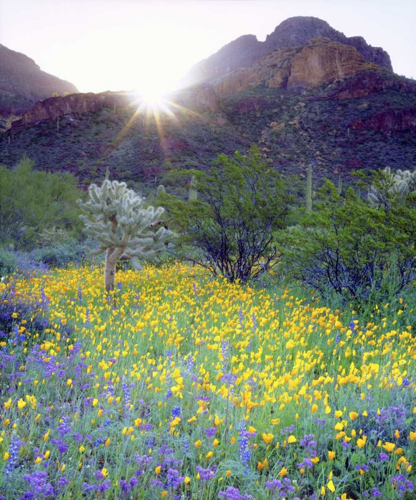 AZ, Organ Pipe Cactus NM Flowers and cacti art print by Christopher Talbot Frank for $57.95 CAD
