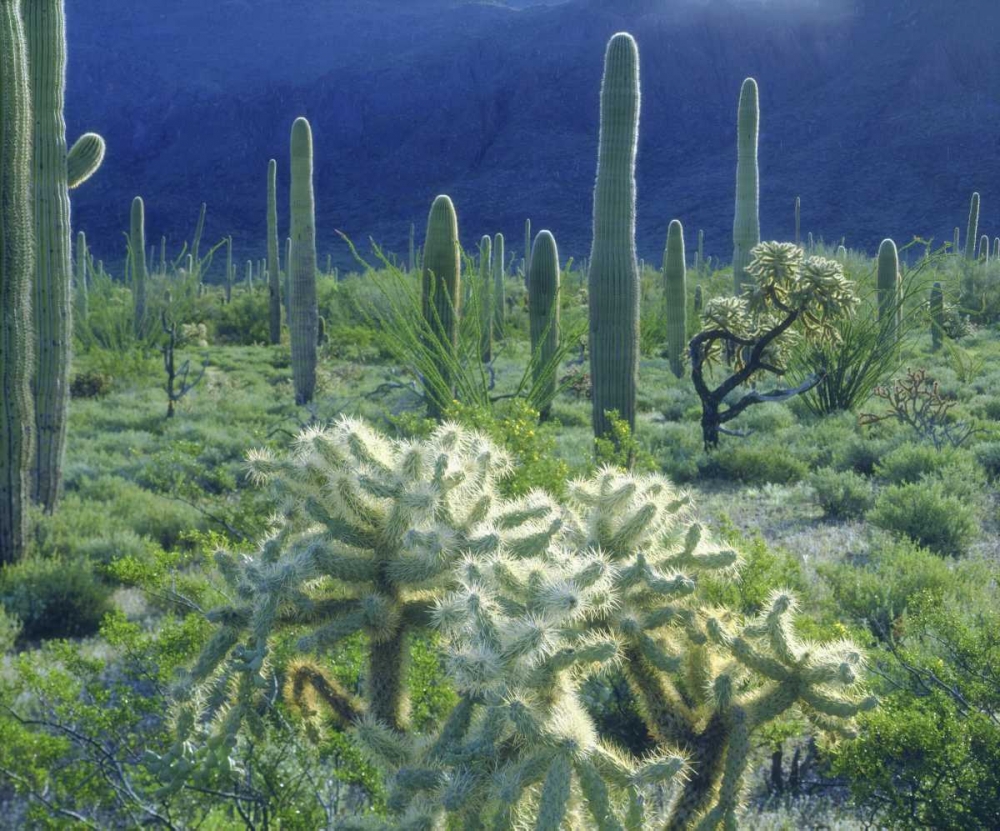 AZ, Organ Pipe Cactus NM Green desert in spring art print by Christopher Talbot Frank for $57.95 CAD