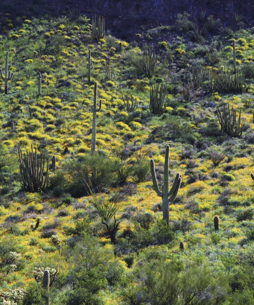 AZ, Organ Pipe Cactus NM Flowers and cacti art print by Christopher Talbot Frank for $57.95 CAD