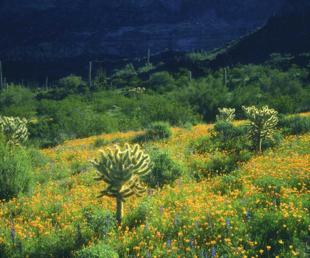 AZ, Organ Pipe Cactus NM Flowers and cacti art print by Christopher Talbot Frank for $57.95 CAD