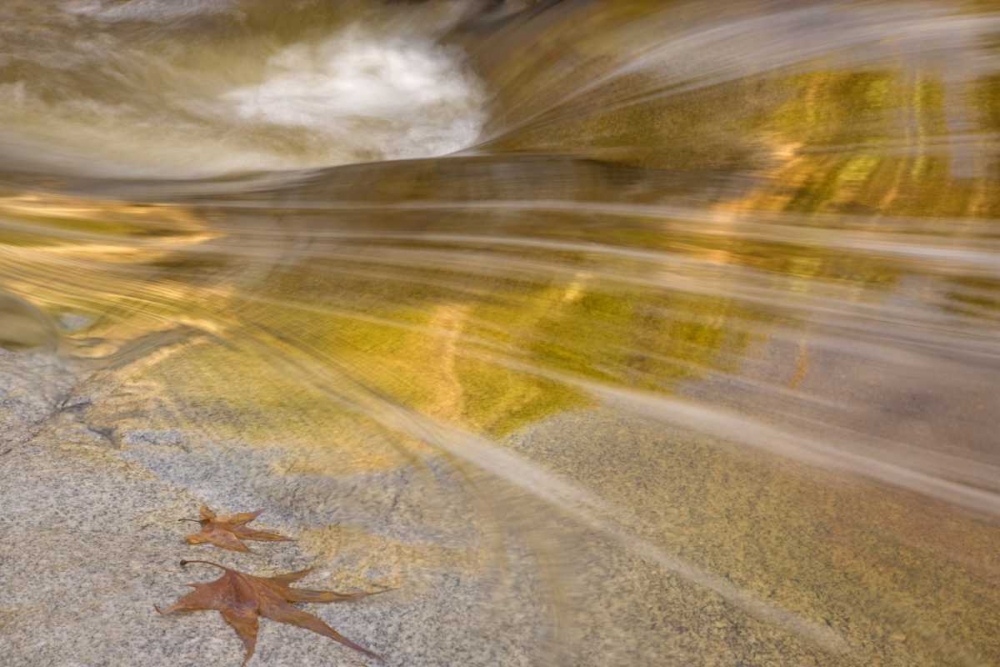 AZ, Tucson Maple leaves in the Romero Pools art print by Don Paulson for $57.95 CAD