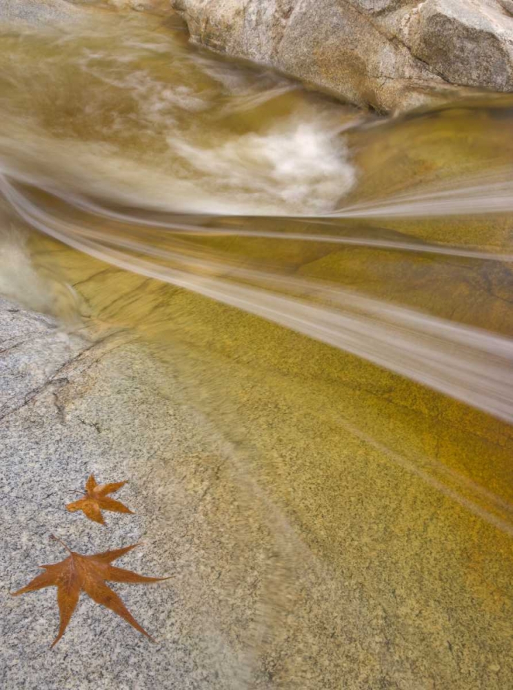 AZ, Tucson Maple leaves in the Romero Pools art print by Don Paulson for $57.95 CAD