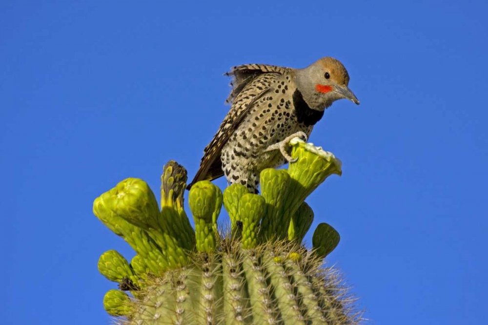 AZ, Pima Co, Gilded flicker on saguaro blossom art print by Cathy and Gordon Illg for $57.95 CAD