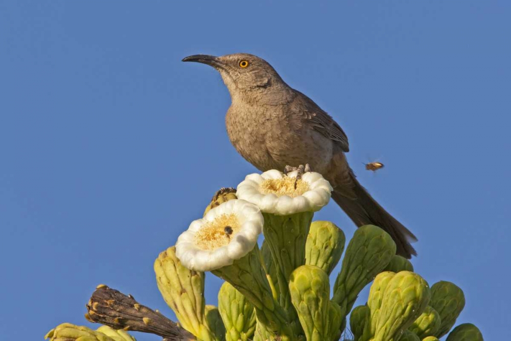 AZ, Pima Co, Curve-billed thrasher on saguaro art print by Cathy and Gordon Illg for $57.95 CAD
