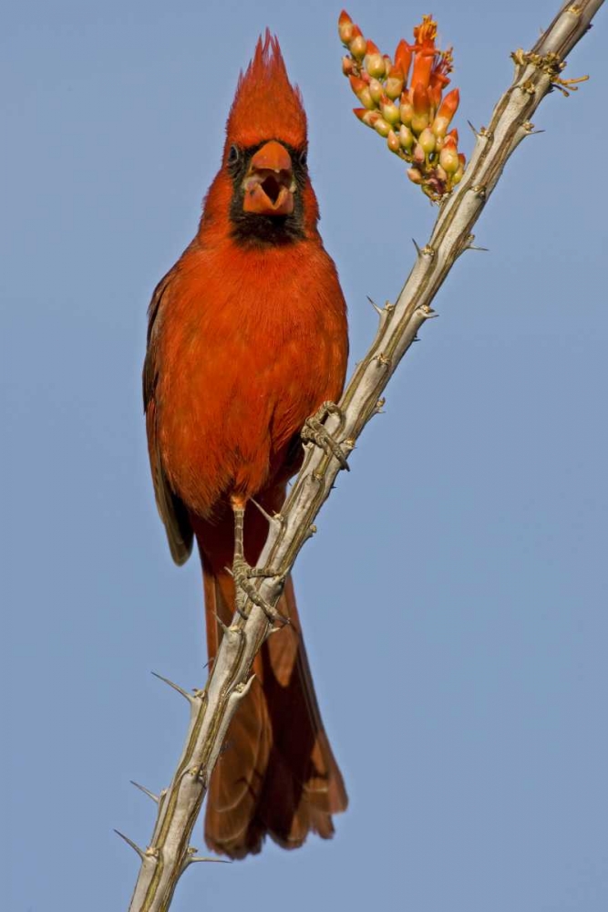 Arizona Male cardinal eating ocotillo blossom art print by Cathy and Gordon Illg for $57.95 CAD