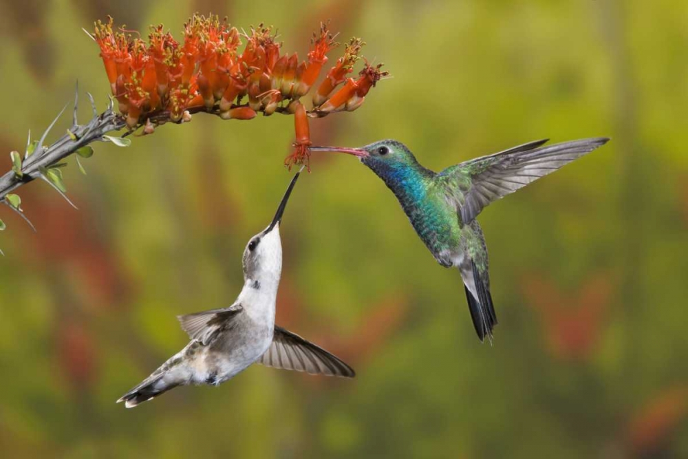 AZ, Sonoran Desert Hummingbird share an ocotillo art print by Don Grall for $57.95 CAD