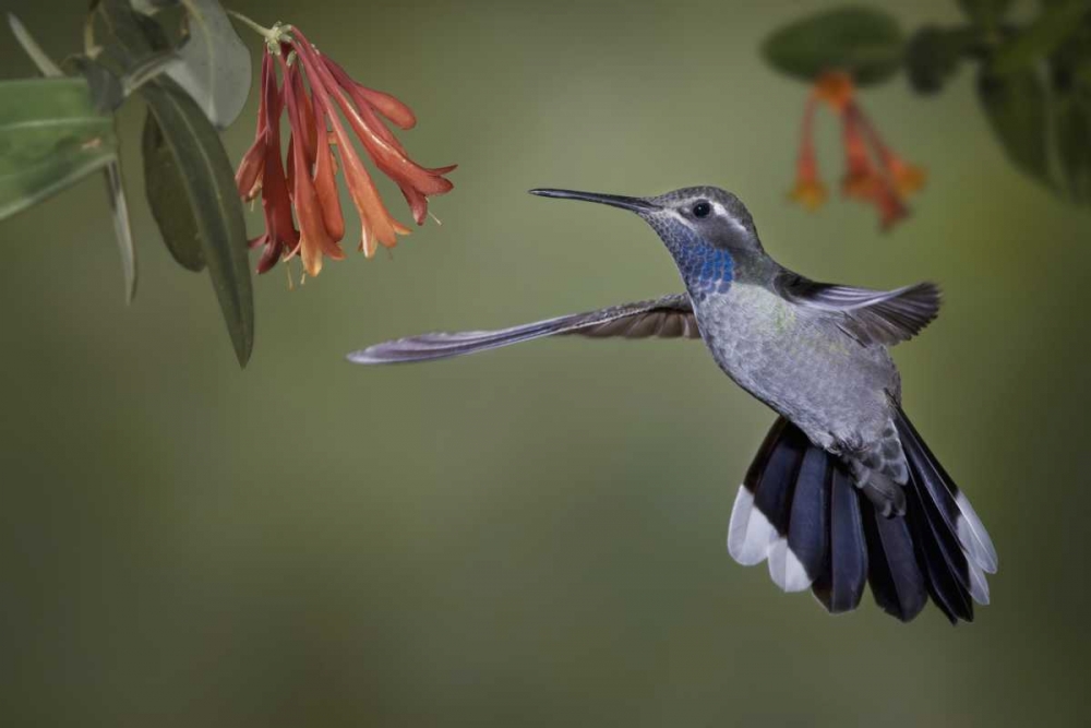 AZ, A blue-throated hummingbird hovers at flower art print by Don Grall for $57.95 CAD