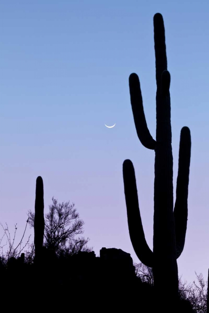 AZ, Tucson Saguaro cactus with crescent moon art print by Don Paulson for $57.95 CAD