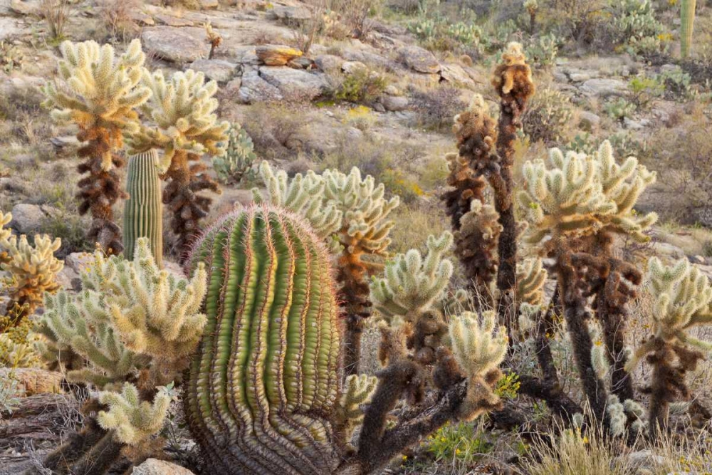 USA, Arizona, Tucson Desert scenic in Saguaro NP art print by Don Paulson for $57.95 CAD