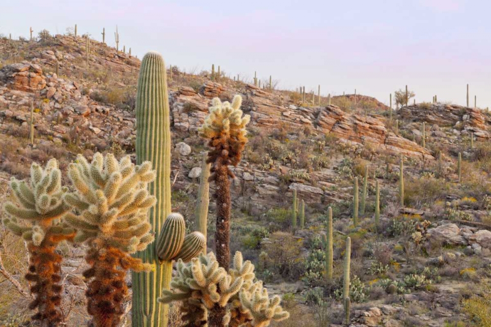 USA, Arizona, Tucson Desert scenic in Saguaro NP art print by Don Paulson for $57.95 CAD