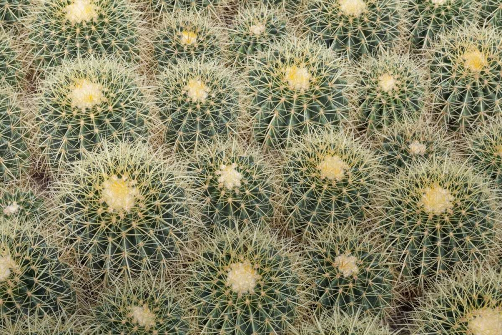 Arizona, Tucson Cactus at Bachs Cactus Nursery art print by Don Paulson for $57.95 CAD