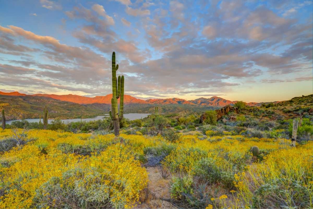 AZ, Lake Bartlett Sunset on desert landscape art print by Fred Lord for $57.95 CAD