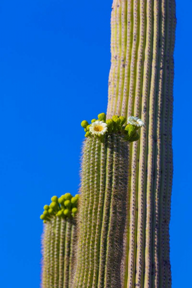 Arizona, Tucson Blooming cactus in Saquaro NP art print by Fred Lord for $57.95 CAD